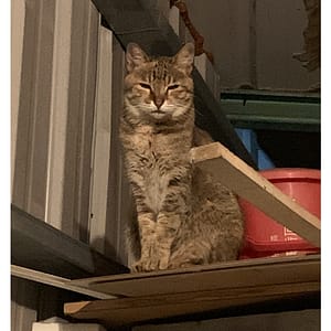 【急尋】其他 - 臺北市文山區景興路275巷13號 (虎斑)