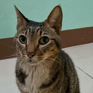 【急尋】混種貓 - 臺東縣臺東市仁昌街9巷 (黑灰虎斑)