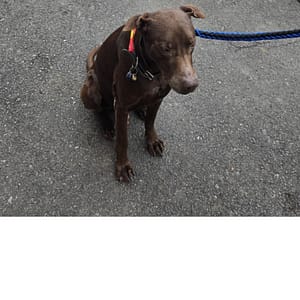 【急尋】混種犬 - 新北市新店區碧潭路62號 (深咖啡色毛髮)