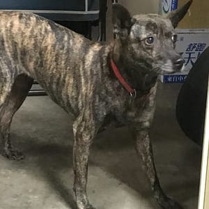 【急尋】台灣犬 - 南投縣草屯鎮墩煌路4段70 (虎斑)