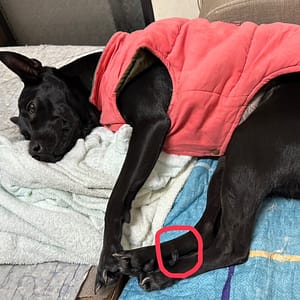 【急尋】混種犬 - 新北市土城區城林橋籃球場 (黑色)