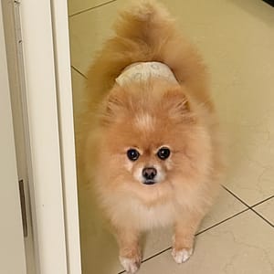 【急尋】博美犬 - 臺北市 (棕色)