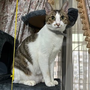 【急尋】混種貓 - 基隆市七堵區明德二路15-42號10樓 (灰白)