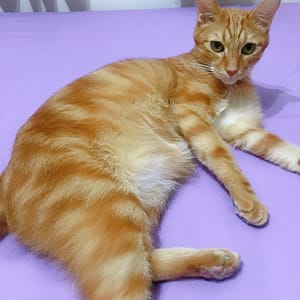 【急尋】混種貓 - 屏東縣東港鎮沿海路23號 (橘貓)