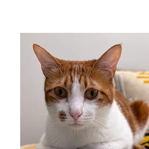 【急尋】混種貓 - 新北市三重區興德路72號15F (橘貓)