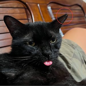 【急尋】混種貓 - 桃園市大溪區南興路二段480號 (全黑)