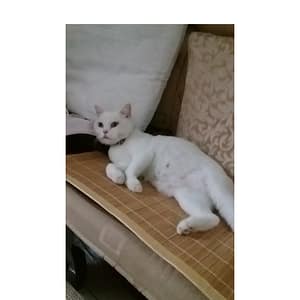 【急尋】混種貓 - 桃園市中壢區中山東路三段145巷仁美公園 (白色)