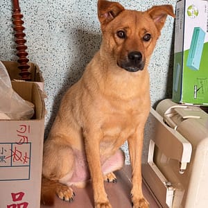 【急尋】混種犬 - 花蓮縣玉里鎮泰昌里20鄰北平6號之45 (土黃色)