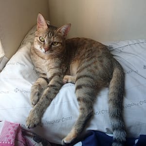 【急尋】混種貓 - 高雄市大寮區 (虎斑)