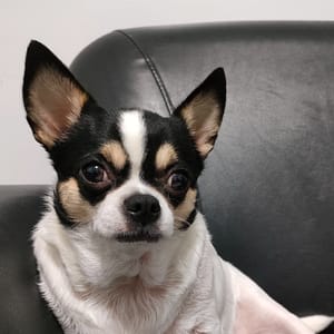 【急尋】吉娃娃犬 - 臺中市烏日區新興路256號 (白黑)