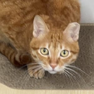 【急尋】混種貓 - 高雄市三民區正興路85巷19弄 (橘貓)