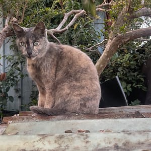 【急尋】混種貓 - 臺中市石岡區萬墩街66巷88號 (灰色居多夾雜些奶茶色)