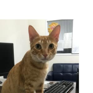 【急尋】混種貓 - 屏東縣萬丹鄉大發路800號 (黃色)