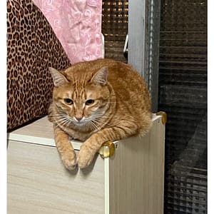 【急尋】混種貓 - 苗栗縣苗栗市大同里中山路835號 (橘色虎斑)