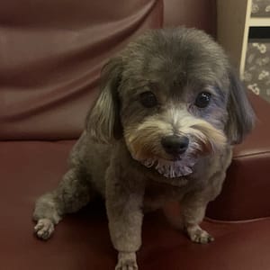 【急尋】貴賓犬 - 桃園市龜山區太湖一路138巷1號 (灰黑色)