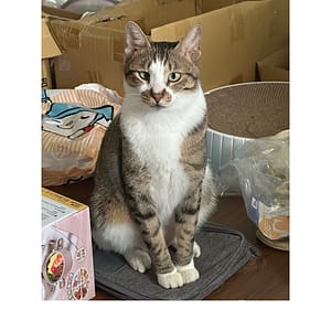 【急尋】混種貓 - 屏東縣九如鄉東寧村新庄路30-2號 (虎斑+白色)