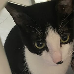 【急尋】混種貓 - 臺中市清水區國姓里三美路31-1號 (黑白)