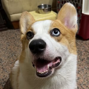 【急尋】威爾斯柯基犬 - 臺南市永康區國光七街3巷76號 (正常科基配色 無黑色雜毛)