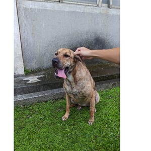 【急尋】混種犬 - 新北市土城區永豐路332巷 (虎斑、短毛)