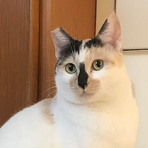 【急尋】混種貓 - 新北市新店區信義里31鄰復興路10之1號 (三花（白、橘、黑）)