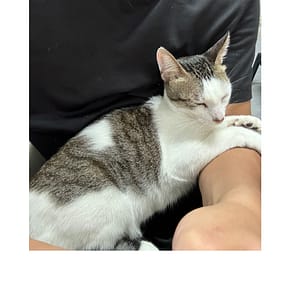 【急尋】混種貓 - 高雄市阿蓮區港後里135號 (白灰)