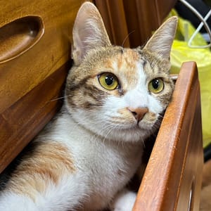 【急尋】混種貓 - 高雄市仁武區環湖路68號 (三花貓)