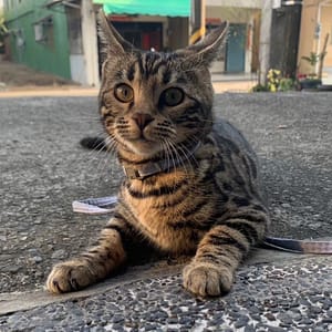 【急尋】孟加拉豹貓 - 高雄市旗山區中洲路278號 (豹紋紋路，黑灰咖色)