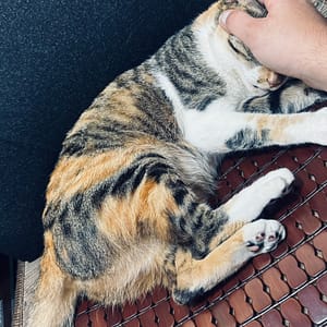 【急尋】混種貓 - 臺中市太平區中山路四段242巷48弄26號 (咖啡色/棕色)