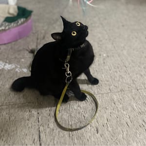 【急尋】混種貓 - 臺中市豐原區 (黑色)