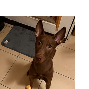 【急尋】混種犬 - 新北市三重區自強路五段40號 (咖啡)