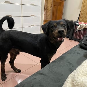 【急尋】混種犬 - 桃園市大園區五權里中正東路二段565-1號 (黑色，腳有一些土咖色的毛)