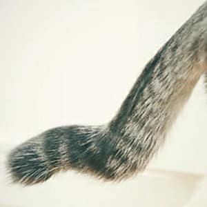 【急尋】混種貓 - 基隆市信義區深澳坑路232之54號 (灰黑)