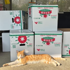【急尋】混種貓 - 嘉義縣鹿草鄉後寮村附近～高鐵大道台37線靠近82快速道路附近 (肚子白色跟橘色相間)