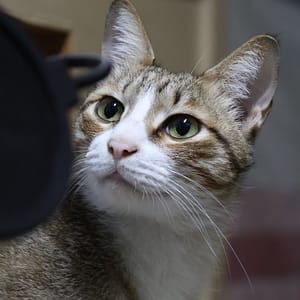 【急尋】混種貓 - 臺中市南區美和街93號 (虎斑白底)