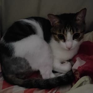 【急尋】混種貓 - 臺中市北區永興街80巷 (白虎斑)