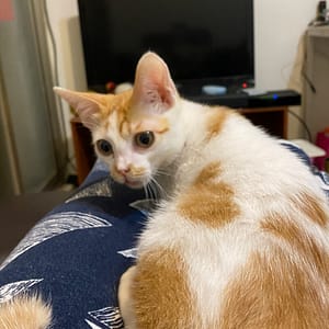 【急尋】混種貓 - 高雄市鼓山區翠華路113巷5之2號 (橘白花)