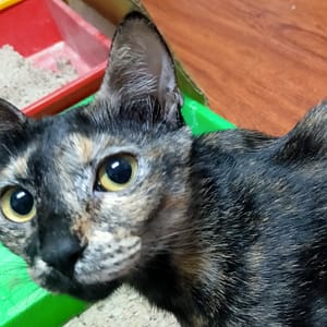 【急尋】混種貓 - 臺中市北區永興街98巷 (玳瑁)