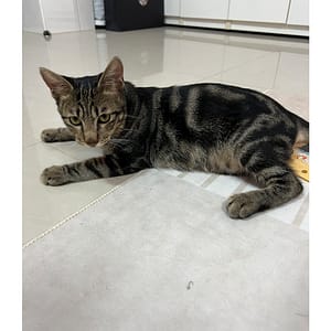 【急尋】混種貓 - 臺中市神岡區岸裡里大圳路25-2號 (虎斑)