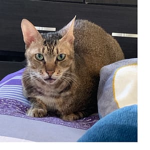 【急尋】混種貓 - 高雄市鳳山區瑞智街 (咖啡混黑)