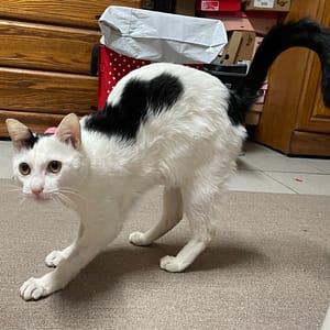 【急尋】混種貓 - 新竹縣寶山鄉雙溪村館前路30號 (黑白色)