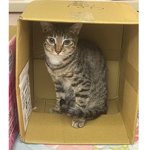 【急尋】混種貓 - 新北市新莊區民安路207巷32弄7號 (虎斑)