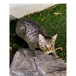 【急尋】混種貓 - 臺中市南區工學北路126號 (虎斑貓)