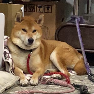 【急尋】柴犬 - 苗栗縣三義鄉廣聲新城2巷9號 (棕色)