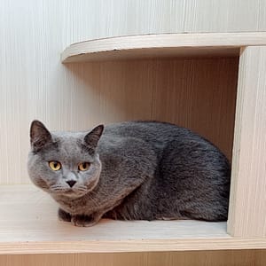 【急尋】英國短毛貓 - 新北市蘆洲區仁愛街7號2樓 (英短 藍貓)