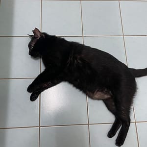 【急尋】混種貓 - 臺中市東區玉皇街80巷11號 (黑)