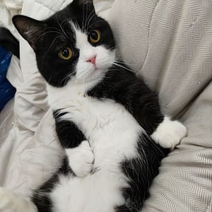 【急尋】曼赤肯貓 - 苗栗縣頭份市中華路487巷 (黑白)