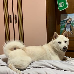【急尋】柴犬 - 新北市三重區水樣路一段 (白色)