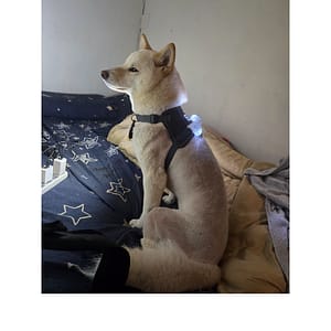 【急尋】柴犬 - 臺北市信義區象山長壽園付近 (白帶黃色)