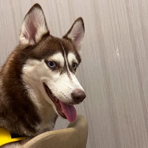 【急尋】哈士奇(西伯利亞雪橇犬) - 臺中市大安區大安港路1168號 (棕色)