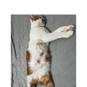 【急尋】英國短毛貓 - 臺東縣海端鄉山平路10號 (棕白色)